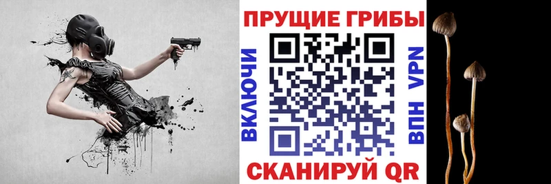 Купить закладки Нерюнгри Галлюциногенные грибы Psilocybe